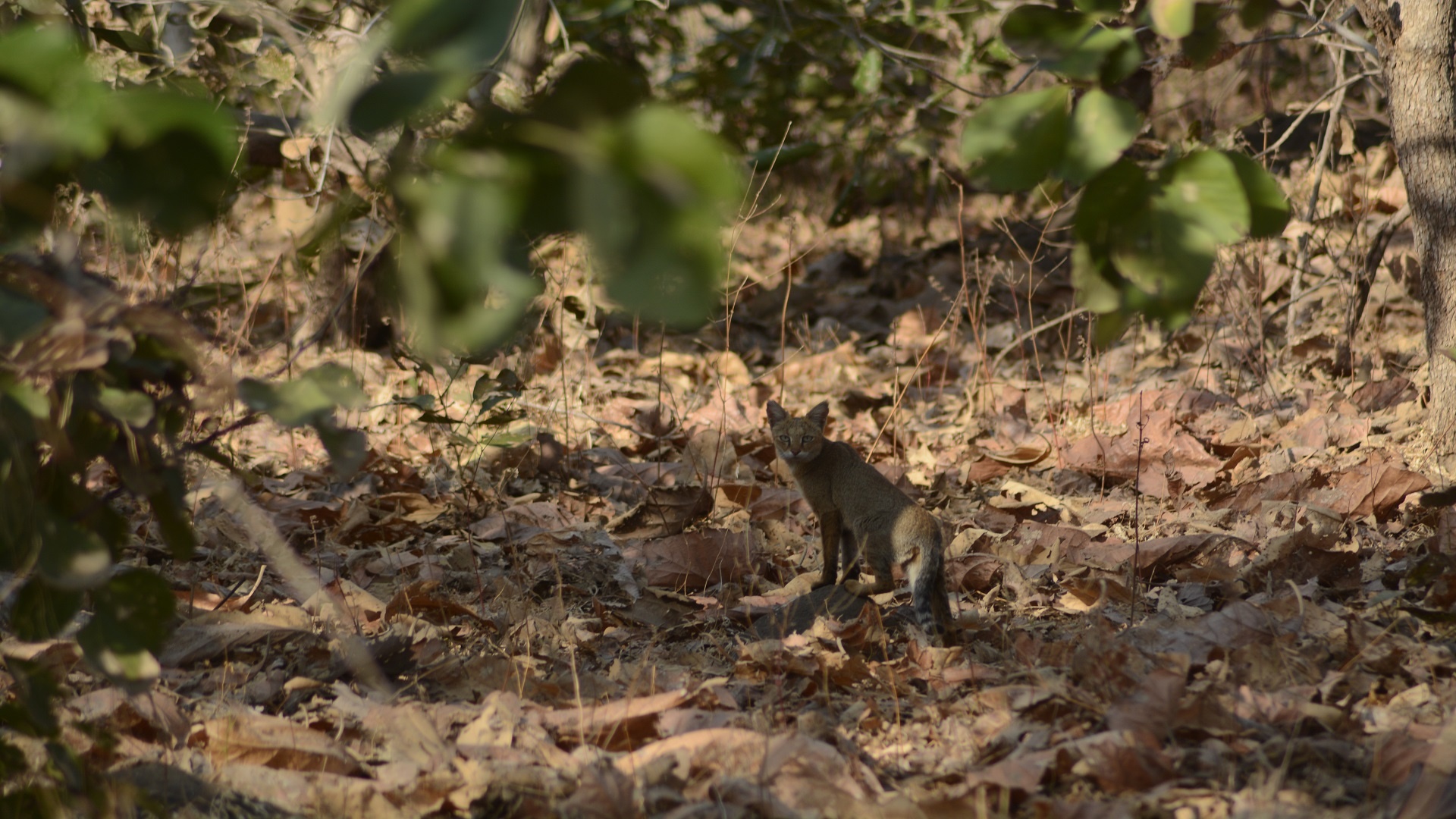 Tadoba Andhari Tiger Reserve