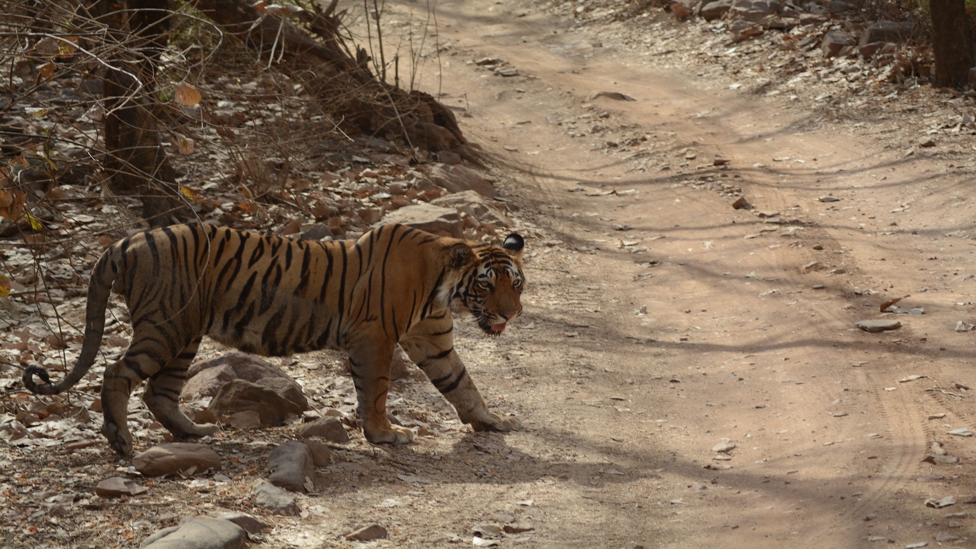 Ranthambore Tiger Reserve