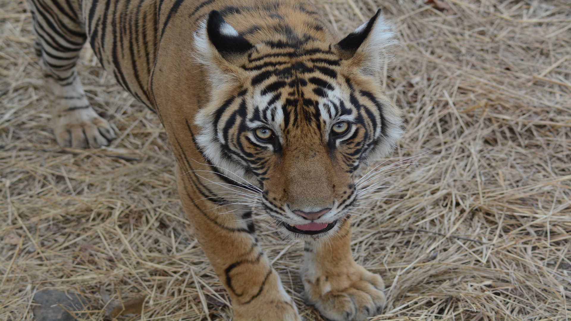 Ranthambore Tiger Reserve