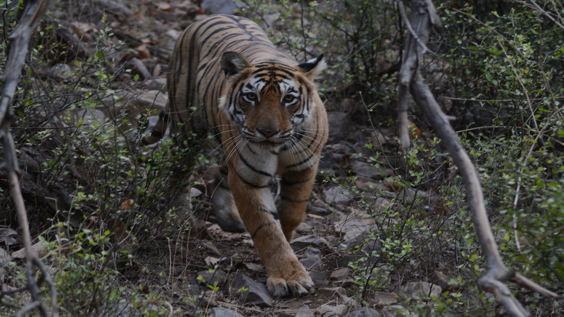 Ranthambore Tiger Reserve