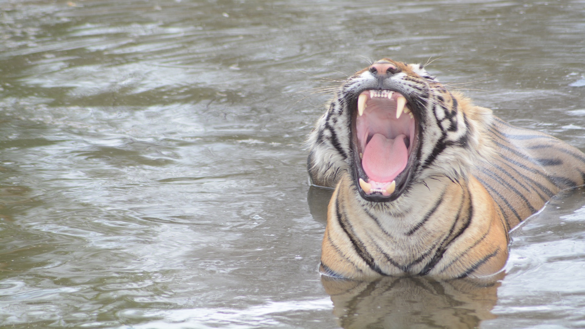 Ranthambore Tiger Reserve