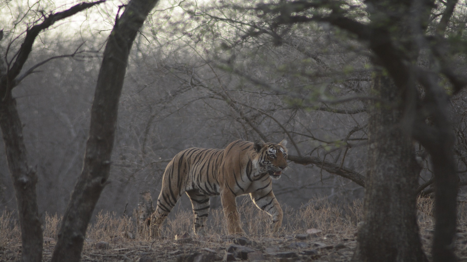 Ranthambore Tiger Reserve