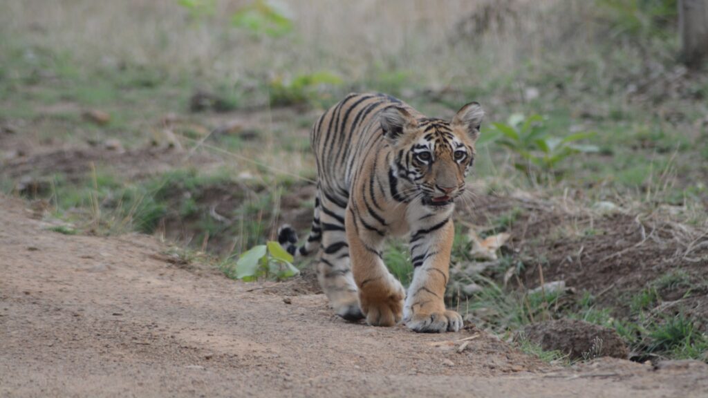 Tadoba