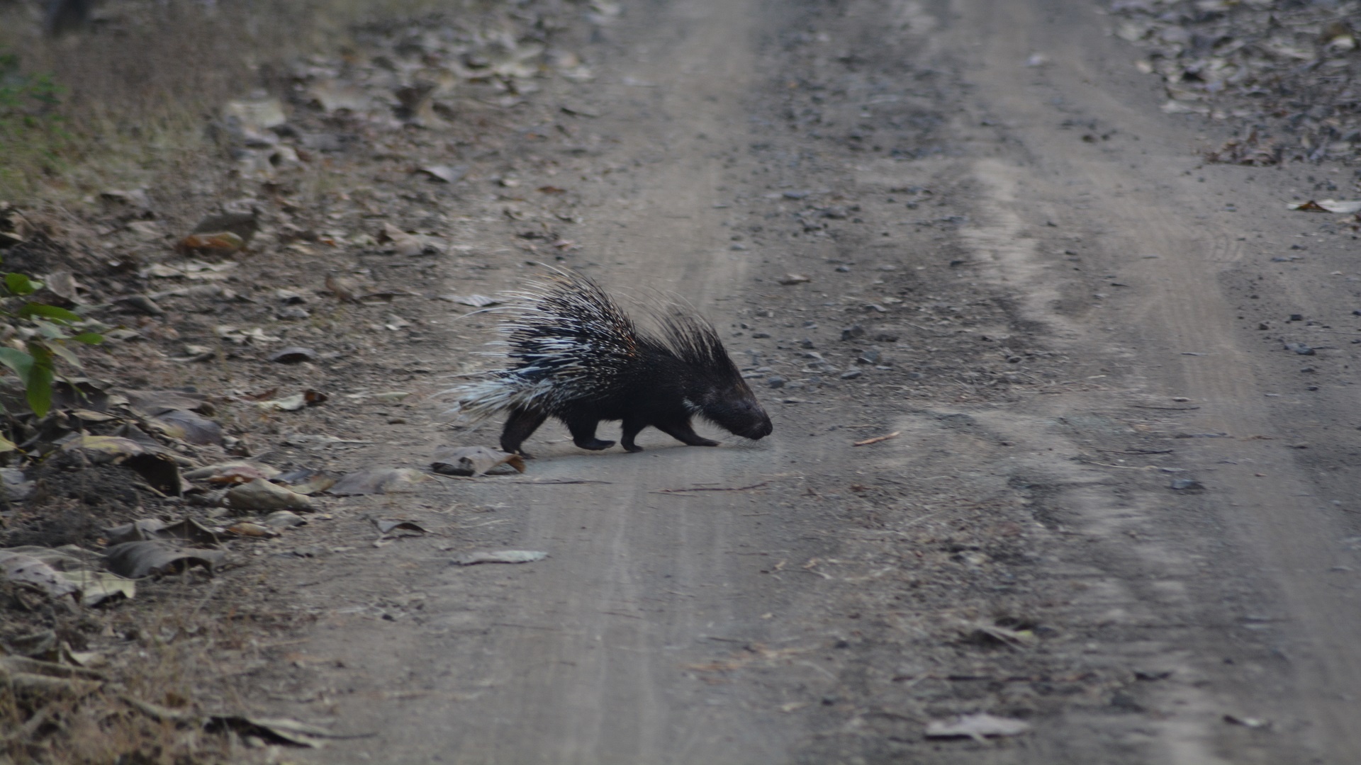 Tadoba Andhari Tiger Reserve