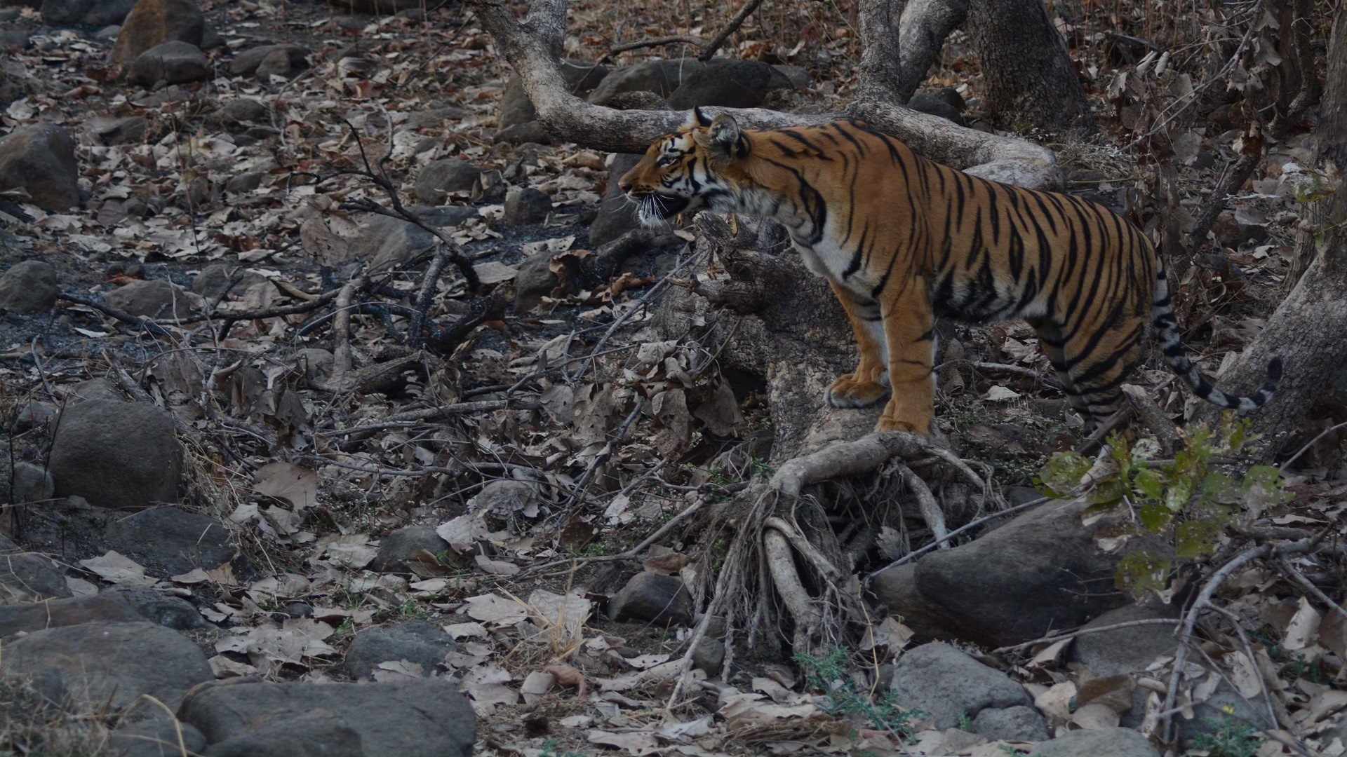 Tadoba Andhari Tiger Reserve