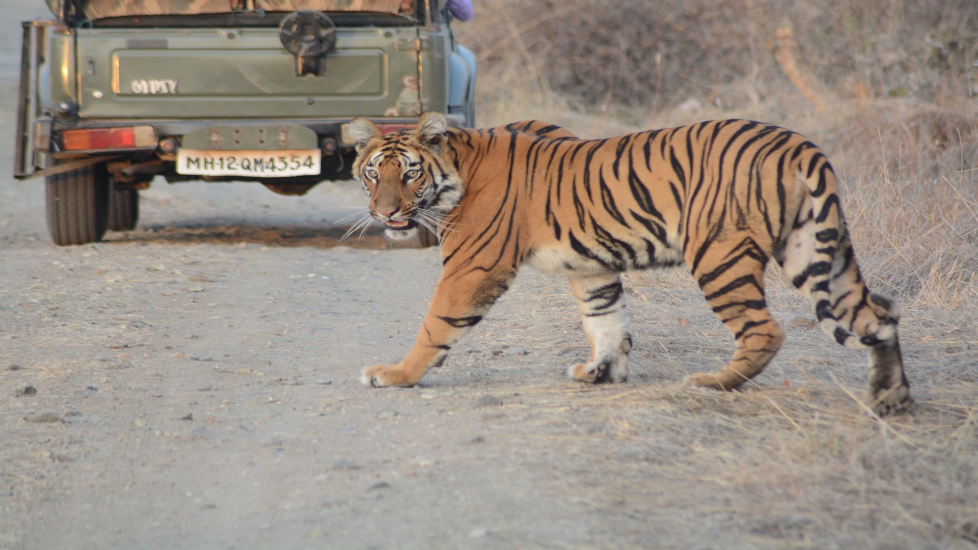 Tadoba Andhari Tiger Reserve