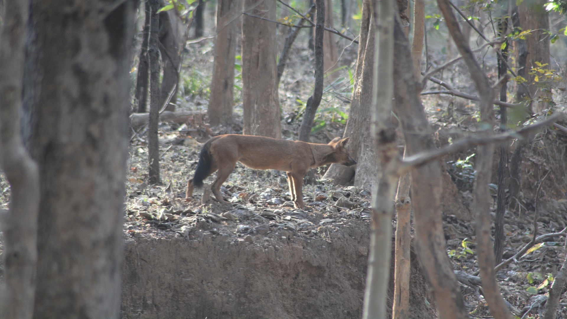 Nagzira Tiger Reserve