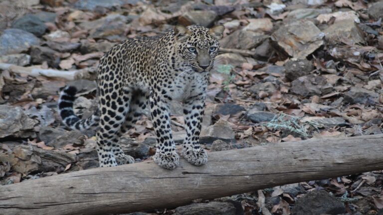 Nagzira Tiger Reserve