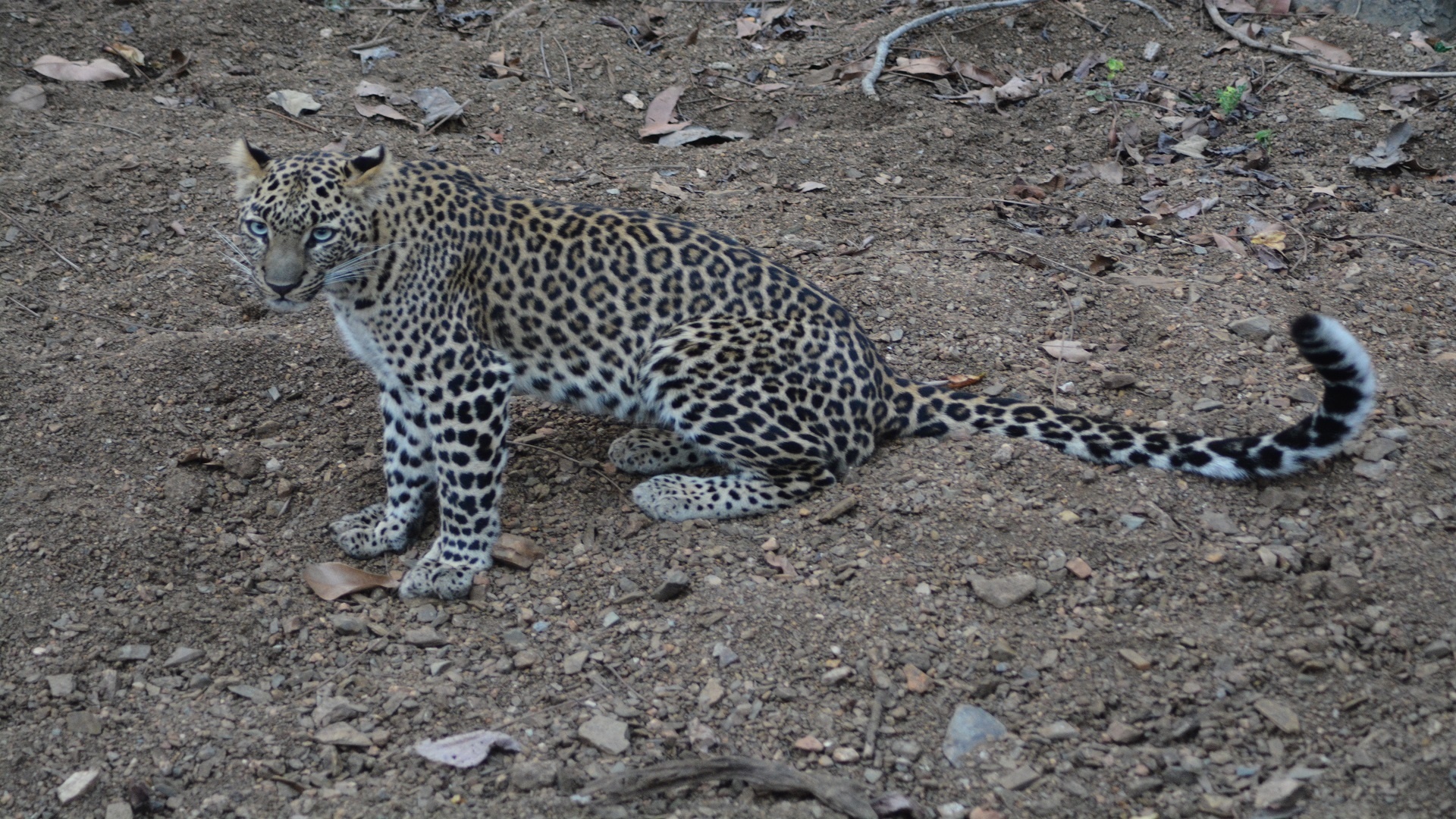 Nagzira Tiger Reserve