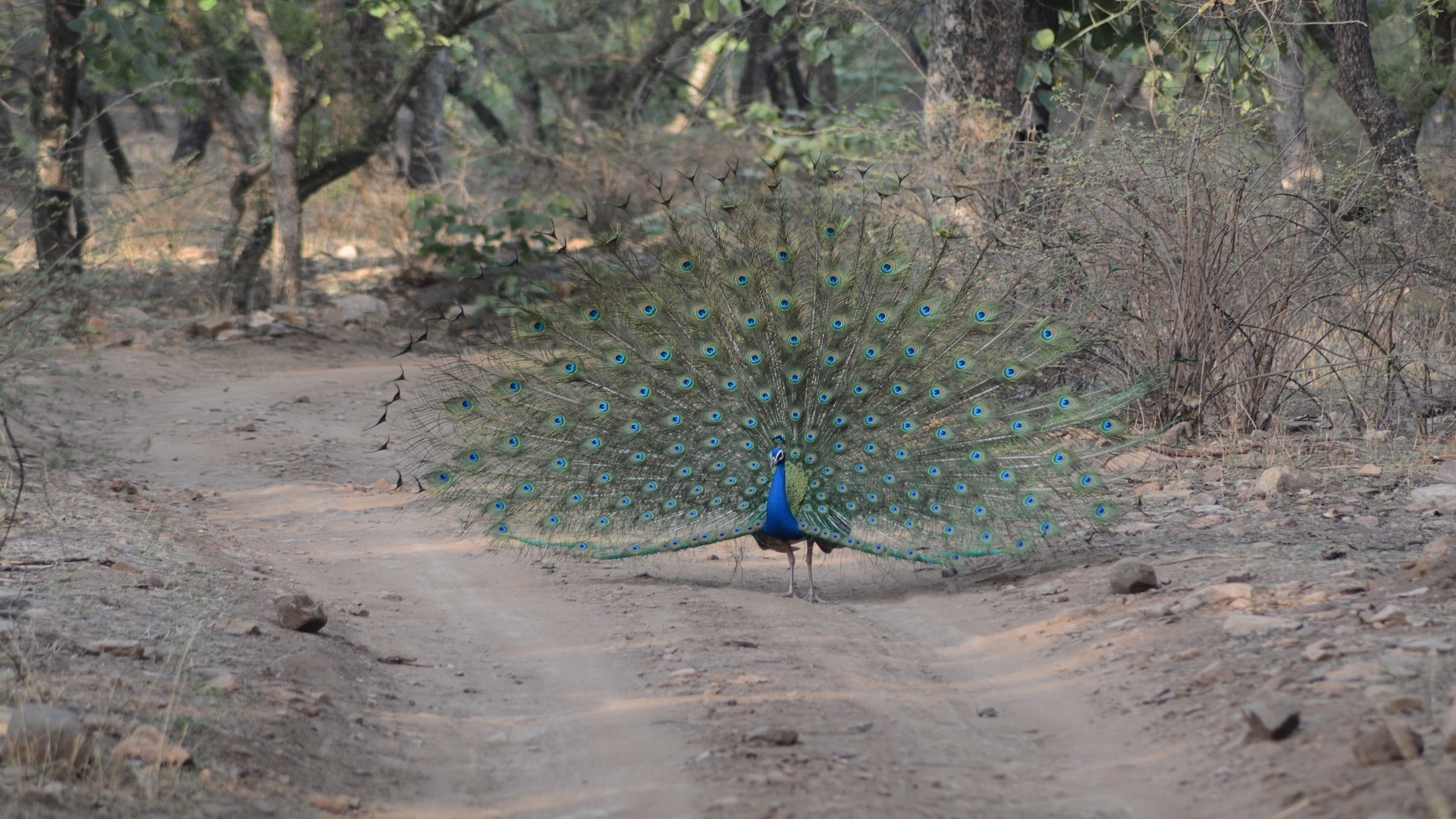 Jaisalmer, Jodhpur, Jaipur, Ranthambore