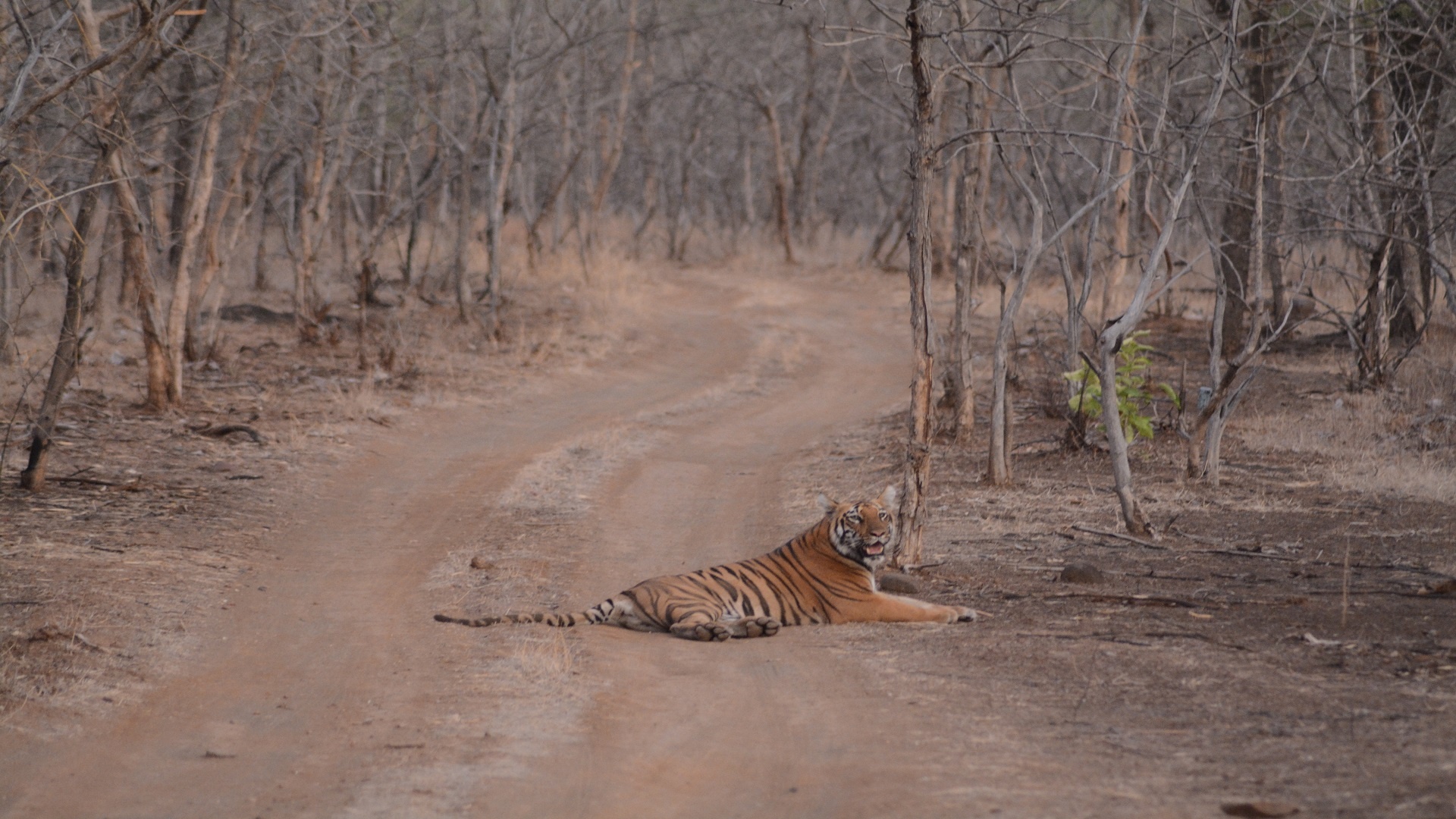 Tadoba Andhari Tiger Reserve