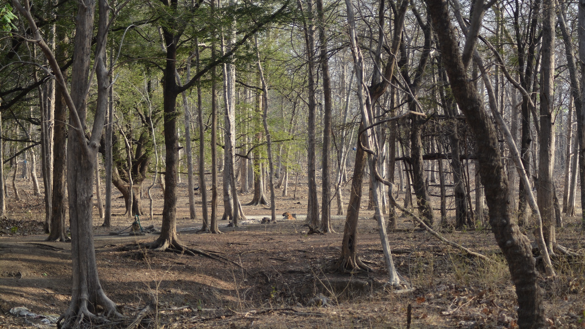 Tadoba Andhari Tiger Reserve