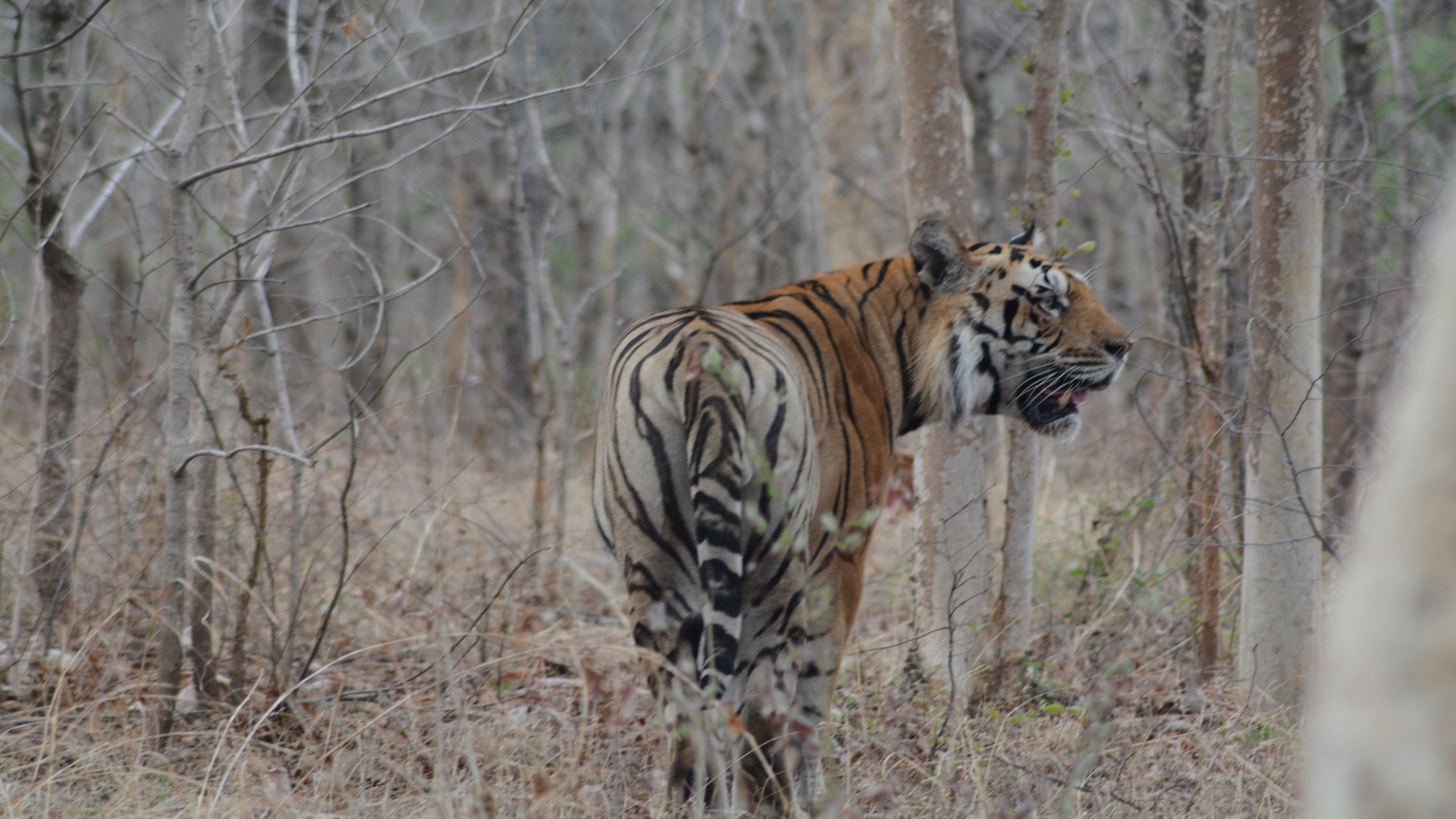 Pench National Park