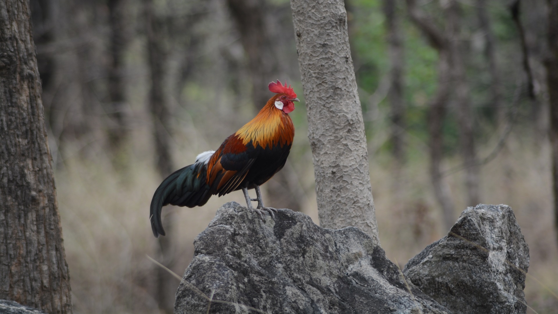 Pench National Park