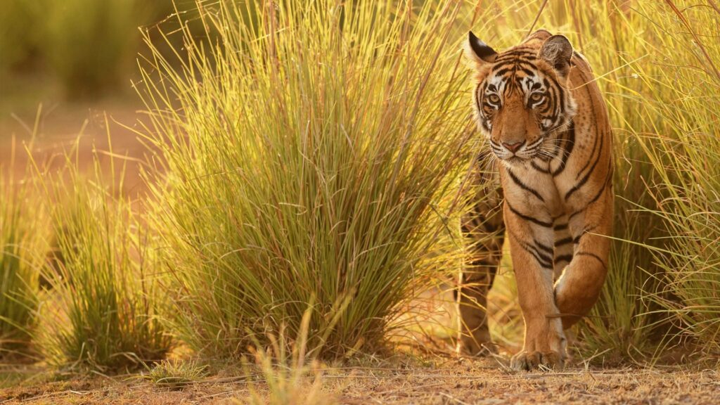 Pench National Park