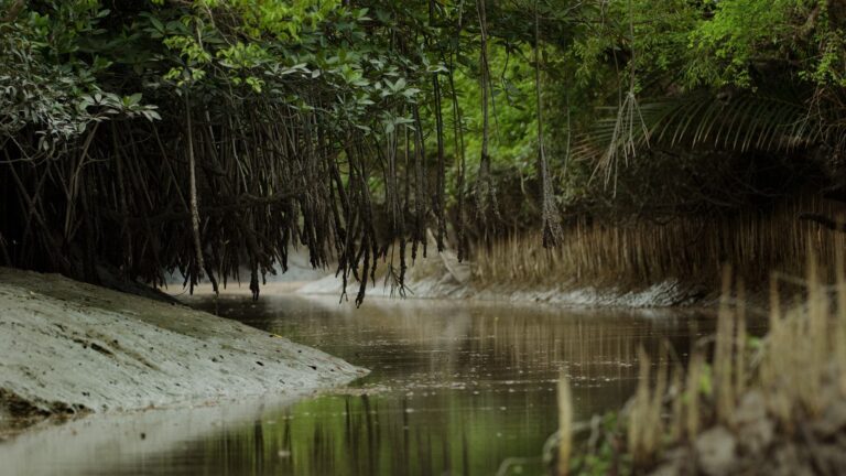 Sunderbans